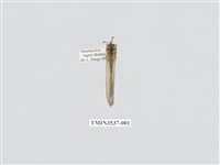 藏品(蟻蛉13)的圖片